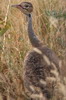 White-bellied Bustard (Eupodotis senegalensis) - Ethiopia