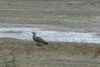 Kori Bustard (Ardeotis kori) - Tanzania