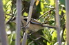 Bearded Reedling (Panurus biarmicus) - Romania