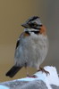 Rufous-collared Sparrow (Zonotrichia capensis) - Peru
