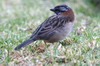 Rufous-collared Sparrow (Zonotrichia capensis) - Peru