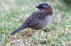 Bruant chingolo (Zonotrichia capensis) - Prou