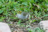 Yellow-browed Sparrow (Ammodramus aurifrons) - Peru