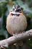 Rufous-collared Sparrow (Zonotrichia capensis) - Mexico