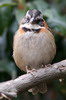 Bruant chingolo (Zonotrichia capensis) - Mexique