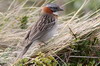 Rufous-collared Sparrow (Zonotrichia capensis) - Argentina