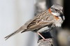 Rufous-collared Sparrow (Zonotrichia capensis) - Chile