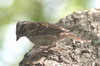 Rufous-collared Sparrow (Zonotrichia capensis) - Argentina