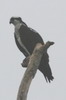 Balbuzard pcheur (Pandion haliaetus) - Mexique