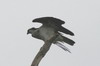 Osprey (Pandion haliaetus) - Mexico