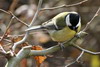 Great Tit (Parus major) - France