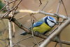 Eurasian Blue Tit (Cyanistes caeruleus) - France