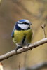 Eurasian Blue Tit (Cyanistes caeruleus) - France