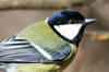 Great Tit (Parus major) - France