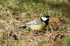 Msange charbonnire (Parus major) - France