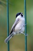 Marsh Tit (Poecile palustris) - France