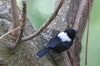 White-backed Black Tit (Melaniparus leuconotus) - Ethiopia