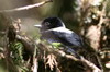 White-backed Black Tit (Melaniparus leuconotus) - Ethiopia