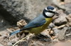 African Blue Tit (Cyanistes teneriffae) - Canary Islands