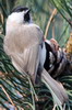 Marsh Tit (Poecile palustris) - France