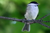 Msange nonnette (Poecile palustris) - France