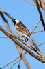 House Sparrow (Passer domesticus) - Botswana