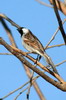 Moineau domestique (Passer domesticus) - Botswana