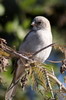 Southern Grey-headed Sparrow (Passer diffusus) - Botswana