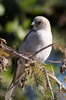 Moineau sud-africain (Passer diffusus) - Botswana