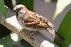 Moineau domestique (Passer domesticus) - Prou