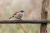 Swainson's Sparrow (Passer swainsonii) - Ethiopia