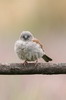 Moineau de Swainson (Passer swainsonii) - Ethiopie