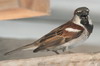 House Sparrow (Passer domesticus) - Mexico