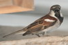 Moineau domestique (Passer domesticus) - Mexique