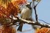 Spanish Sparrow (Passer hispaniolensis) - Canary Islands