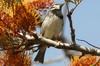 Moineau espagnol (Passer hispaniolensis) - Iles Canaries