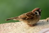 Eurasian Tree Sparrow (Passer montanus) - Cambodia