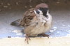 Eurasian Tree Sparrow (Passer montanus) - Cambodia