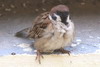 Moineau friquet (Passer montanus) - Cambodge