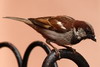 Moineau domestique (Passer domesticus) - Maroc