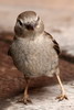 House Sparrow (Passer domesticus) - Morocco
