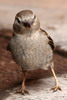 Moineau domestique (Passer domesticus) - Maroc