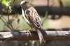 House Sparrow (Passer domesticus) - Sri Lanka