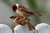 Moineau friquet (Passer montanus) - Roumanie