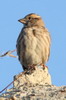 Rock Sparrow (Petronia petronia) - Turkey