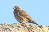 Moineau soulcie (Petronia petronia) - Turquie