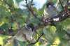 Eurasian Tree Sparrow (Passer montanus) - Turkey