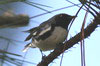 Black-throated Blue Warbler (Setophaga caerulescens) - Cuba