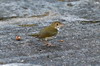 Ovenbird (Seiurus aurocapilla) - Cuba