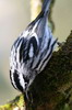 Black-and-white Warbler (Mniotilta varia) - Cuba